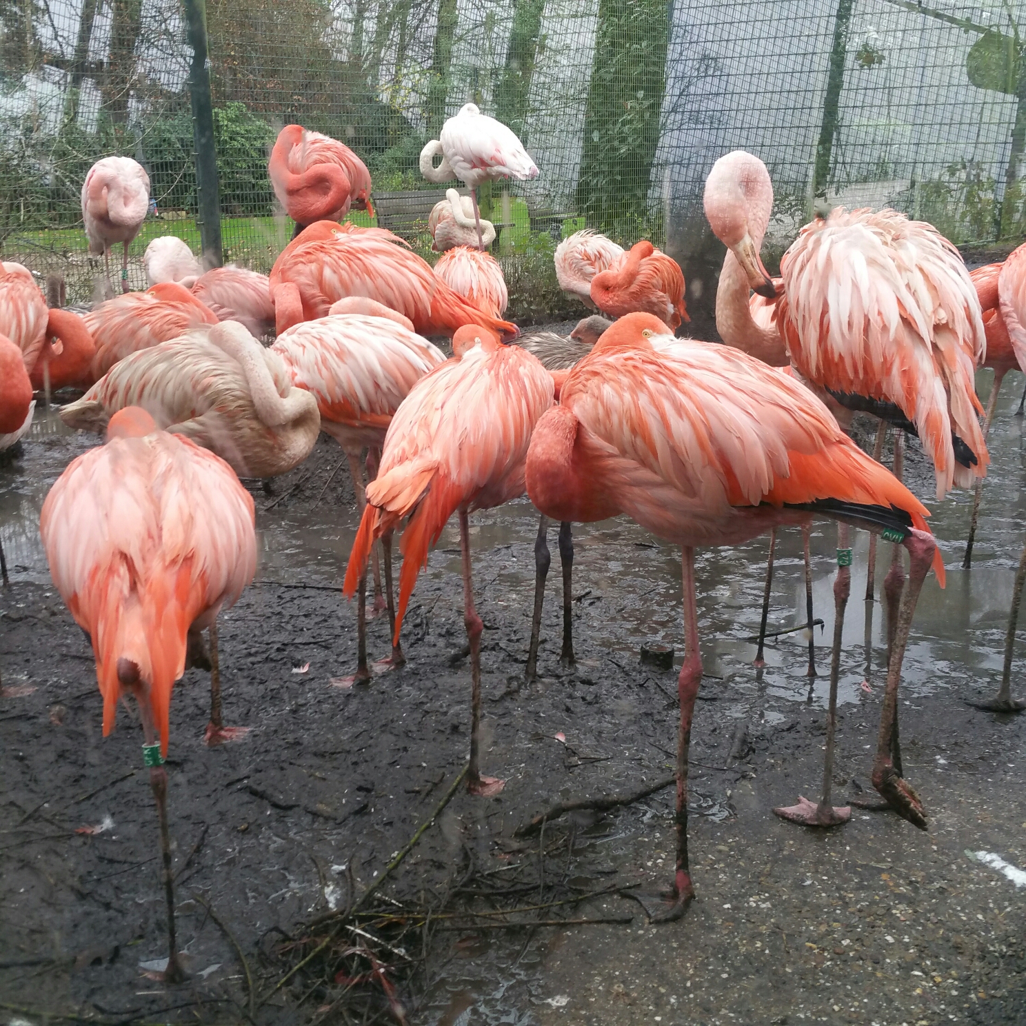 Afbeeldingsresultaat voor flamingo's Rhenen